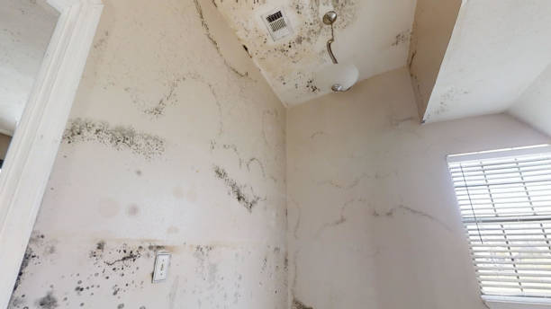 Mold Odor Removal Services in Fargo, ND